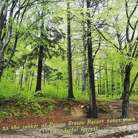 The Evergreen Nest - Silver Mountain