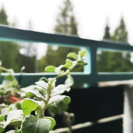 The Evergreen Nest - Silver Mountain Apartment *